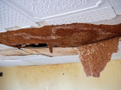 Professional water damage restoration services in New York
